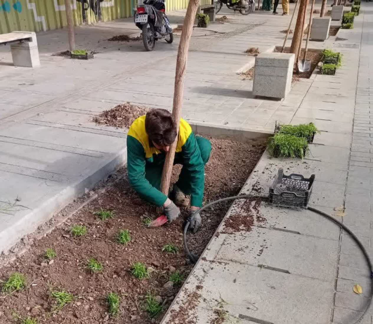 آغاز کاشت نشای گل‌های فصل سرد در منطقه هفت قم